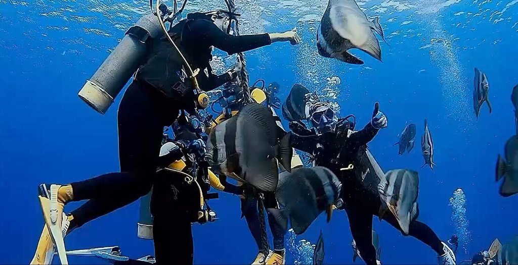 綠島海底明星驟減 燕魚僅剩10餘隻　議員籲縣府啟動復育行動
